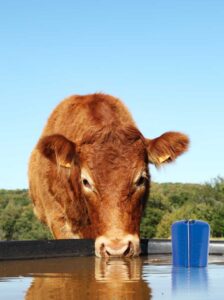 Air Release Valves 50mm-20mm - Image 4