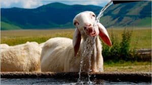 Solar Pumping Systems Kingaroy. Nanango.Blackbutt.Esk Queensland - Image 7